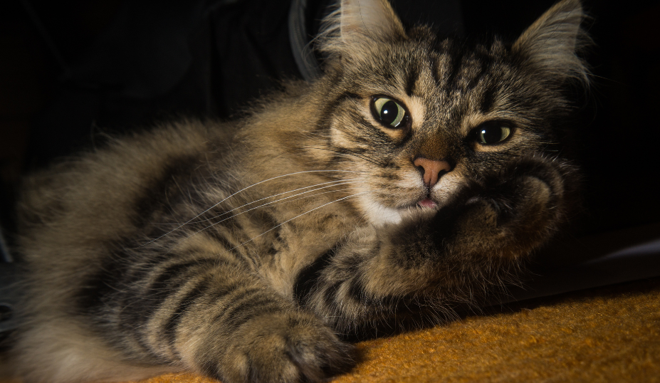 Physical prowess defines the Norwegian Forest Cat